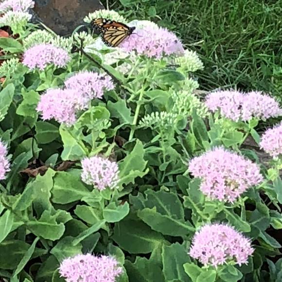 Meet your Posher, Linda - Picture 1 of 1